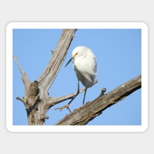 Snowy egret, wild birds, wildlife gifts Sticker